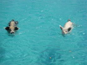 IMG_2290 (Large).JPG