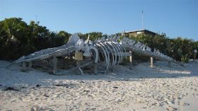 IMG_2434 (Large).JPG