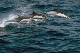 dolphin_tribe1.jpg